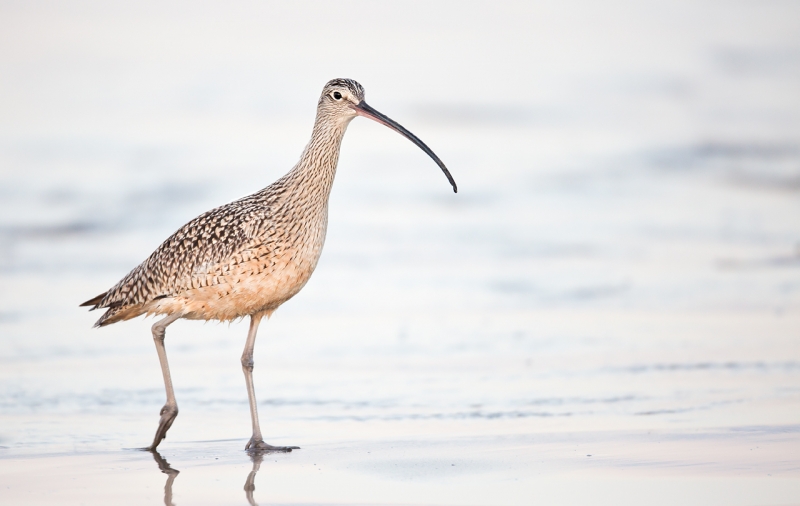 long-billed-curlew-iso-1600-5d-iii-ton-contr-80-_a1c1763-morro-bay-ca