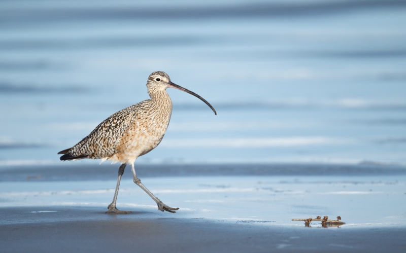 long-billed-curlew-striding-along-surf_y9c0126-morro-bay-ca