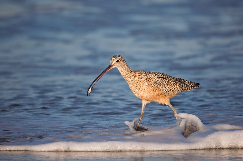 long-billed-curlew-with-sand-crab-_a1c1846-morro-bay-ca