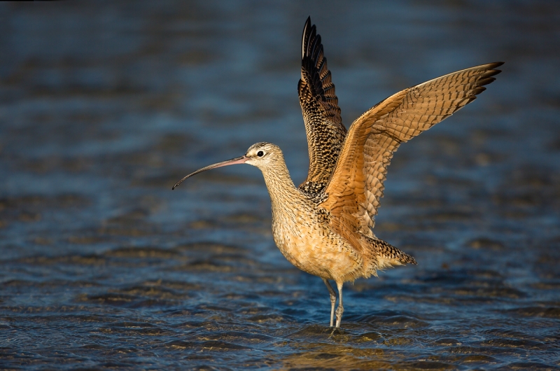 long-billed-curlew-with-wings-raised-after-bath-_a1c2406-morro-bay-ca