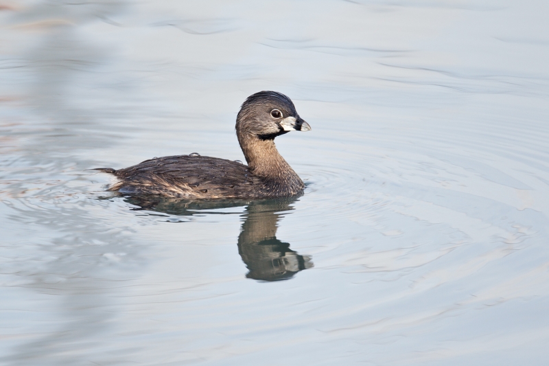 pied-billed-grebe-breeding-plumage-_y9c1405-morro-bay-ca