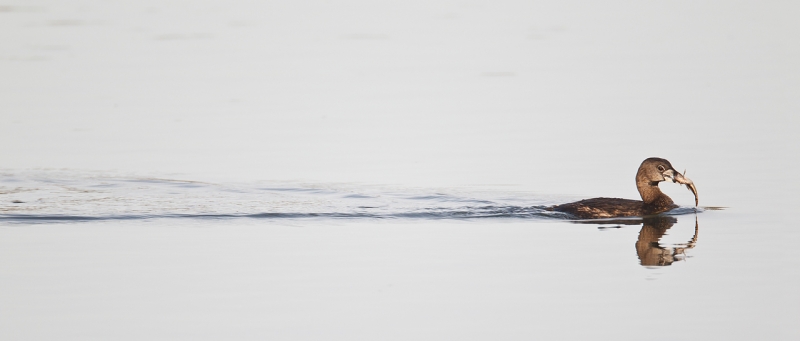 pied-billed-grebe-with-fish-and-wake-_y9c1432-morro-bay-ca