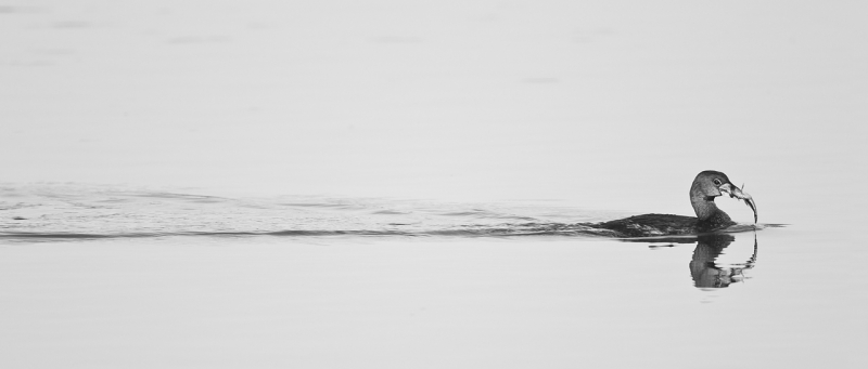 pied-billed-grebe-with-fish-and-wake-silver-efex-pro-neutral-_y9c1432-morro-bay-ca