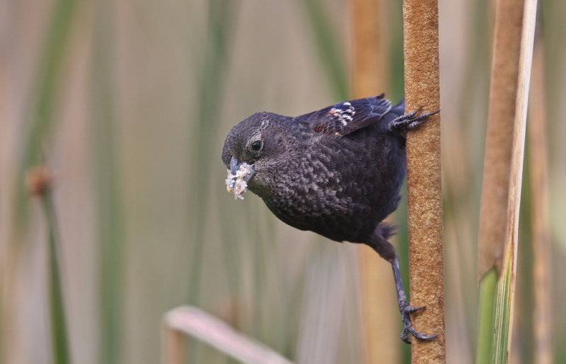 tricolored-blackbird-female-bringing-food-to-nest-_y9c6865-jacumba-ca