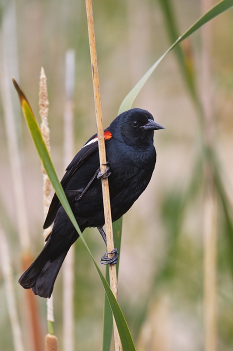 tricolored-blackbird-on-stalk-vertical-_y9c6811-jacumba-ca