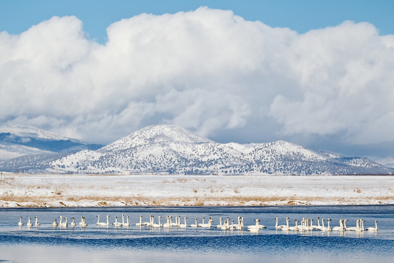 tundra-swans-in-pond-_y9c1965-lower-klamath-nwr-ca