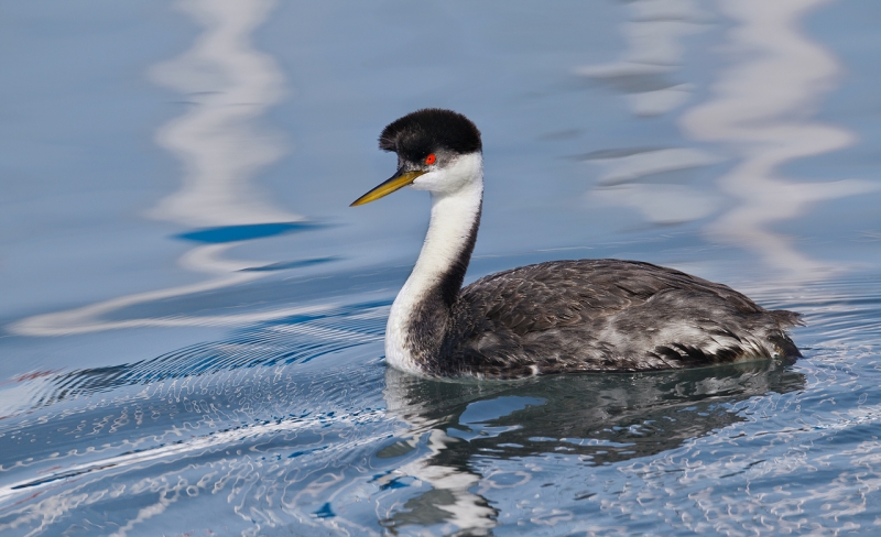 western-grebe-swimming-_y9c1525-morro-bay-ca