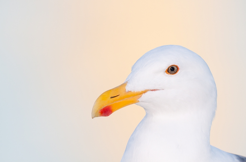 western-gull-head-sweet-light-bill-clean-up-_mg_3355-morro-bay-ca