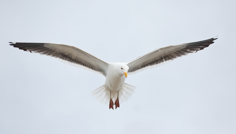 western-gull-hovering-70-200-5d-iii-_a1c2821-morro-bay-ca