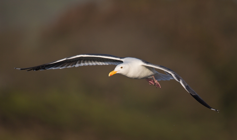 western-gull-in-flight-against-hillside-_a1c3127-morro-bay-ca