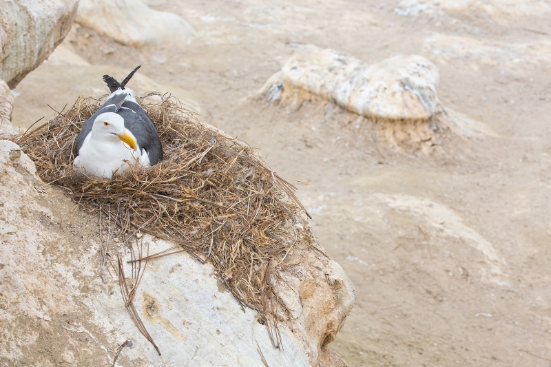 western-gull-on-nest-_a1c6568-la-jolla-ca