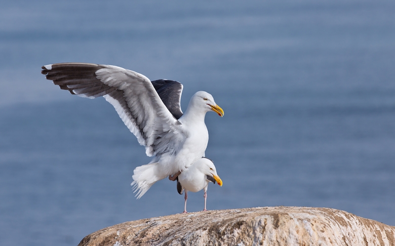 western-gull-pre-copulatory-stand-_a1c7010-la-jolla-ca