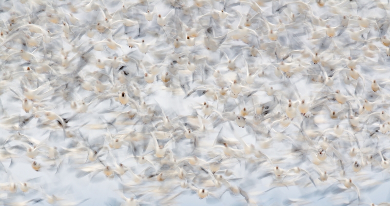 white-geese-blast-1400-off-1-20-seec-_w3c3415-lower-klamath-nwr-ca