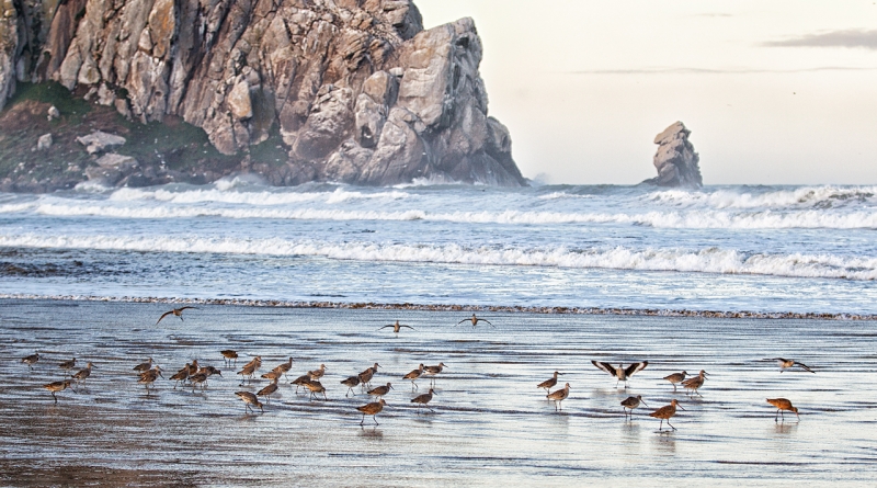 willets-marbled-godwit-flock-by-morro-rock-_y9c1584-morro-bay-ca