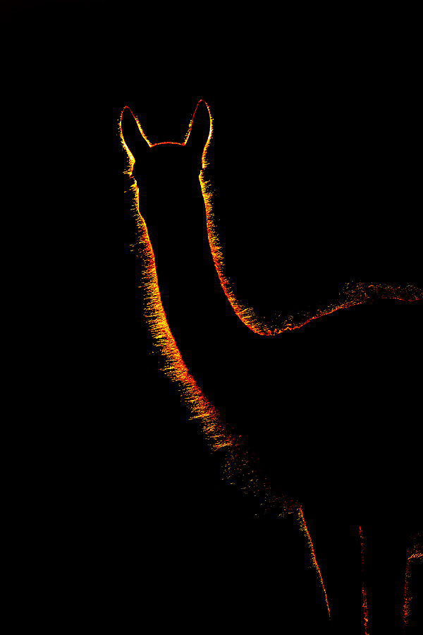 guanaco-front-quarters-backlit-impr-_y7o2768-torres-del-paine-national-park-chile