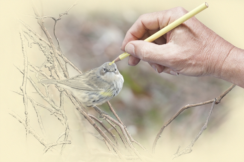 digital-jeff-l-rugg-yr-warbler-drawing-01