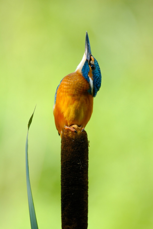 portrait-jakob-damborg-kingfisher