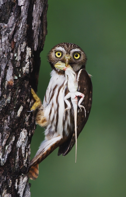 Ferruginous Pygmy-Owl, Glaucidium brasilianum