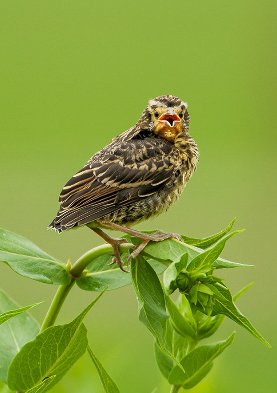 Fledgling Red-winged blackbird