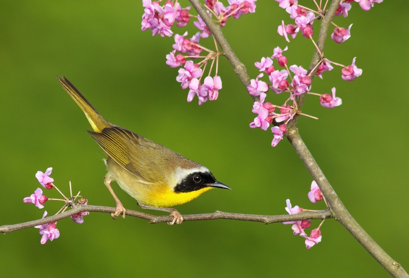 Common Yellowthroat XI