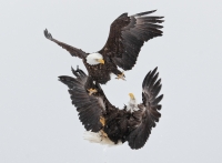 Haliaeetus leucocephalus, Kachemak Bay, close to Homer, Alaska, USA.This image was taken in March 2012. The eagles are all waiting up in the trees and overlooking the inlet for food. We photographed the eagles from a boat and attracked them to close range with fish. These eagles were fighting over fish that we put in the snow. In a split second they attack each other and jump up a couple of feet in the air. The fight is over is 2 seconds. I like the Kung Fu style position of the top eagle in this image. Canon 1D MkIV, EF 70-200mm/f2.8 II + 1.4x TC II, hand held, 1/1600 sec at f5.0; ISO 500