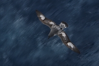 blurs_paul-mckenzie-capepetrel-southernocean