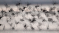 blurs_seunghocho-korea-hoodedcrane_ho_9621zc