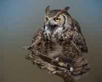 captive_cherihollis-owl-az-1dx6139