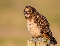 captive_doug-schurman-short-eared-owl-wa-6684