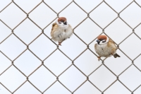 captive_vincent_de_jong-eurasian_tree_sparrow-netherlands-x5d6985