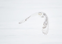 flight_jory_griesman_snowy_flight_ontario_bon4242