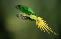 flight_vladimir-michael-kogan_rose-ringed-parakeet_israel_d3v7655