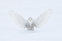 portrait_gail-marie-bisson-snowyowlembrace_f0t7426