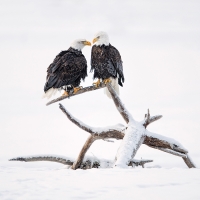 portrait_jory_griesman_bald_eagle_pair_chilkat