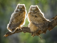 portrait_sandy_zelasko_owlets_30d1397