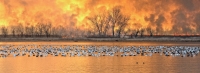 small_dave_klein_snow_geese_missouri_dwk8530