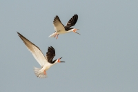 youth_courtney-moore-black-skimmer-new-jersey