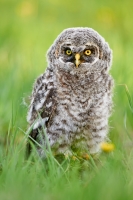 Great Grey Owlet