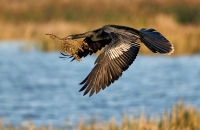 youth_jenaya-launstein-youth-anhinga-in-flight-jcl_dsc7210_1