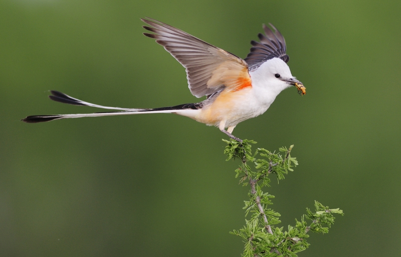 Scissor-tailed Flycatcher, Tyrannus forficatus