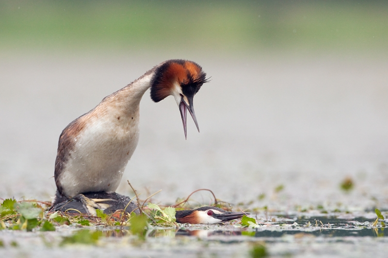 Great Crested Grebes mating