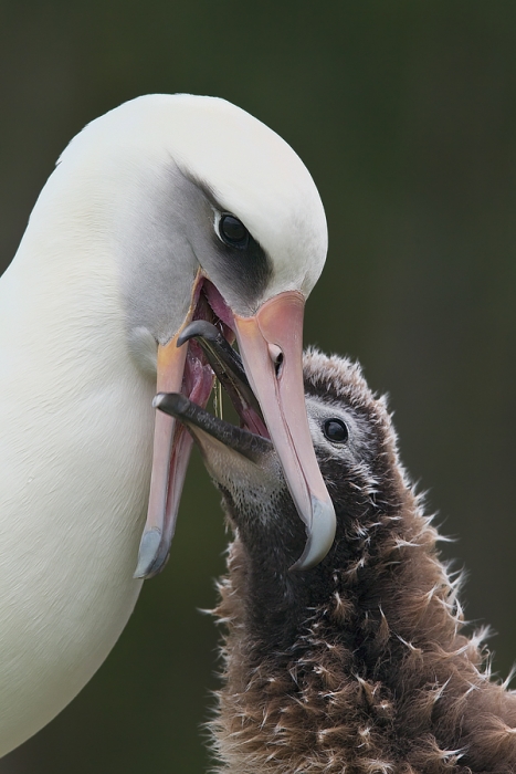 Hungry chick