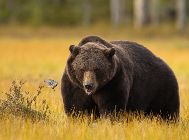 Web-Norden-Brown Bear