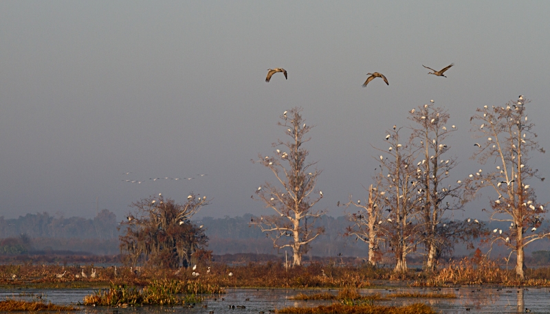 Winter Birding Paradise