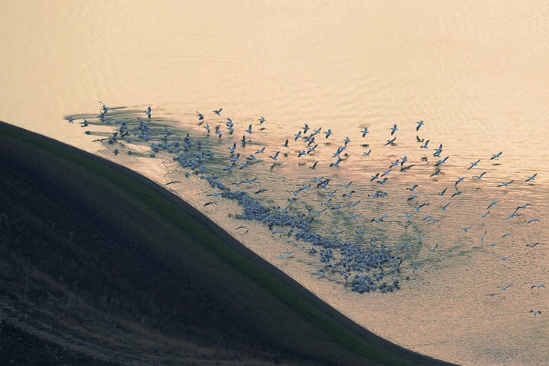 In the footsteps of fish schools