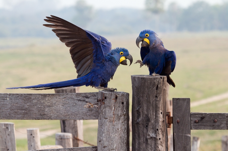 Macaws discussing