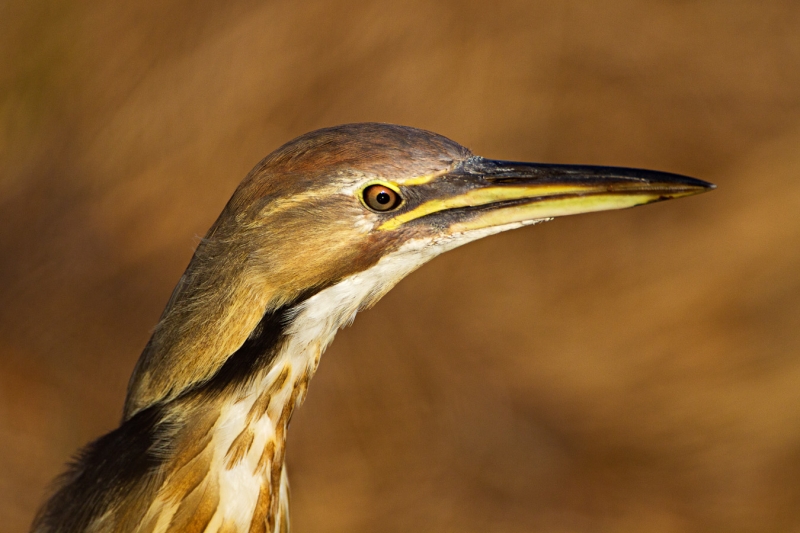 American Bittern Close-up