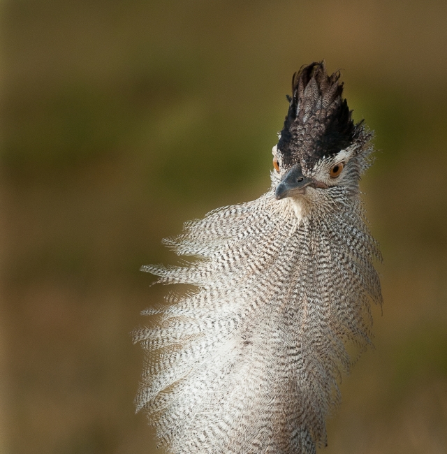 Kori Bustard