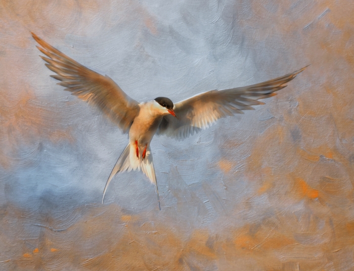 Arctic Tern Fresco