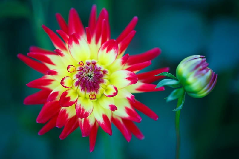 dahlia-and-bud-_a1c0116-swan-island-dahlia-farm-canby-or